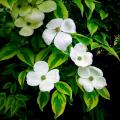 Cornus - cornejos