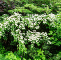 Cornejo japonés - Cornus kousa