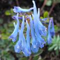 Corydalis azules