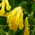 Corydalis amarillas