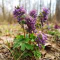 Corydalis rosas