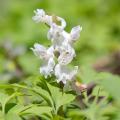 Corydalis blancas