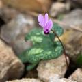Cyclamen de otoño