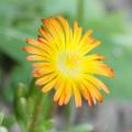 Delosperma amarillos