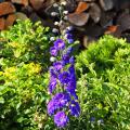 Delphiniums gigantes