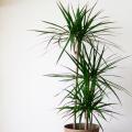 Dracaena - Drago