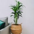Dypsis - Palmera