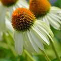Equináceas blancas - Echinacea