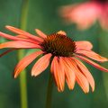 Equináceas naranjas - Echinacea