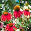 Equináceas rojas - Echinacea