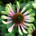 Equináceas verdes - Echinacea
