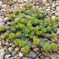 Euforbias tapizantes - Euphorbia