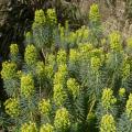 Euforbio mediterráneo - Euphorbia characias