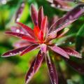 Euforbias de follaje colorido - Euphorbia