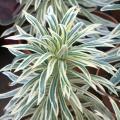 Euforbias de follaje variegado - Euphorbia