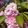Árboles frutales de flor