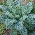 Semillas de col kale