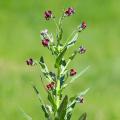 Semillas de Cynoglossum - Lengua de perro