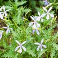 Semillas de Laurentia o Isotoma