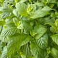 Semillas de menta