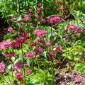 Sanículas hembra - Astrantia major
