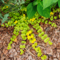 Lisimaquias tapizantes - Lysimachia