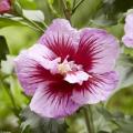 Arbusto de hibisco - Altéa