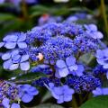 Hortensias para la sombra