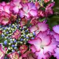 Hortensias por color de flor