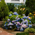 Hortensias enanas