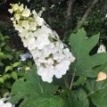 Hortensias resistentes a la sequía