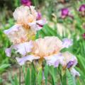 Iris perfumados