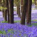 Jacintos de los bosques