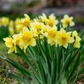 Narcisos amarillos y narcisos de los bosques 