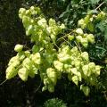 Koelreuteria