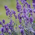 Lavanda - Lavandula angustifolia