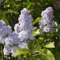 Lilas con follaje dorado o abigarrado