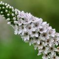 Lisimaquias blancas - Lysimachia