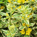 Lisimaquias de follaje decorativo - Lysimachia