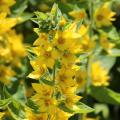 Lisimaquias amarillas - Lysimachia