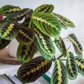 Maranta - Planta de la oración