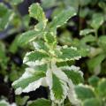 Menta Bio