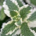 Mentas de follaje decorativo - Mentha