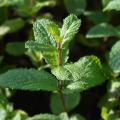 Hierbabuenas - Mentha spicata