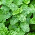 Mentas piperata - Mentha piperata
