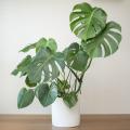 Monstera - Costilla de Adán