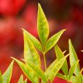 Nandina doradas