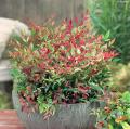 Nandina enanas