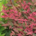 Nandina moradas