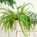Nephrolepis - Helecho de Boston